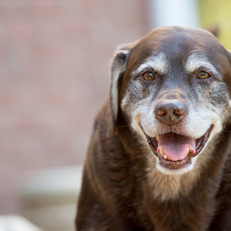 Exercises to Improve Muscle Health in Geriatric Dogs