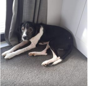 How Trooper Avoided Euthanasia with MicroMed