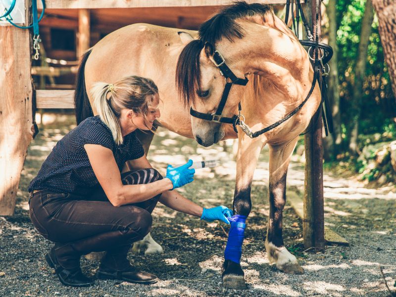 Your Stable Wisdom: The Daily Essentials for Holistic Horse Care