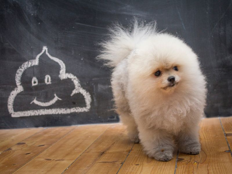 What Your Dog's Poop Is Telling You: A Complete Guide to Digestive Health and Anal Gland Wellness