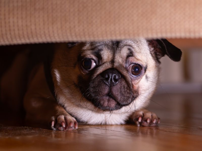 Why Is My Dog So Anxious?  The Hidden Gut Problem Vets Rarely Talk About