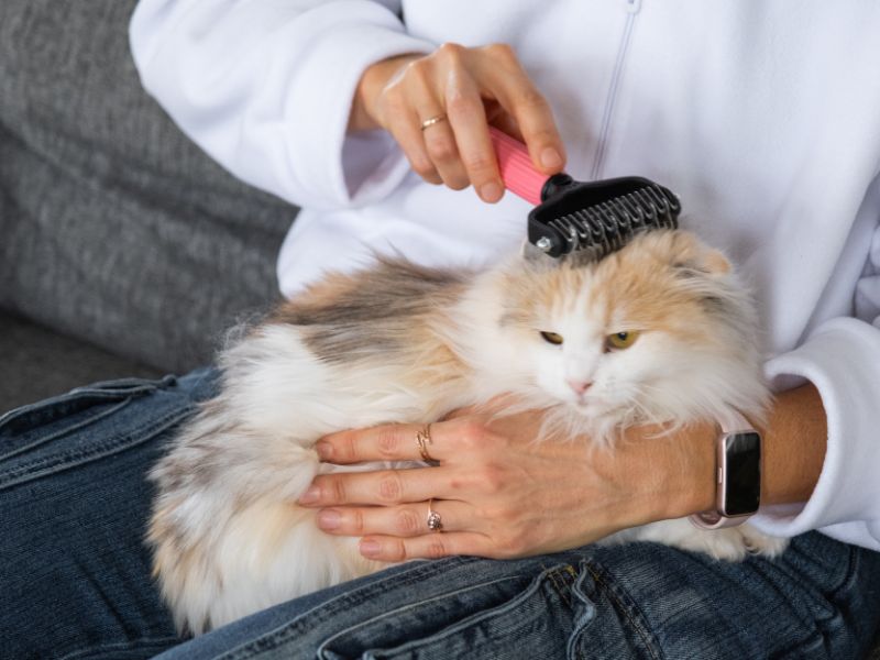 Gallery Detail: Natural Flea Treatments For Cats