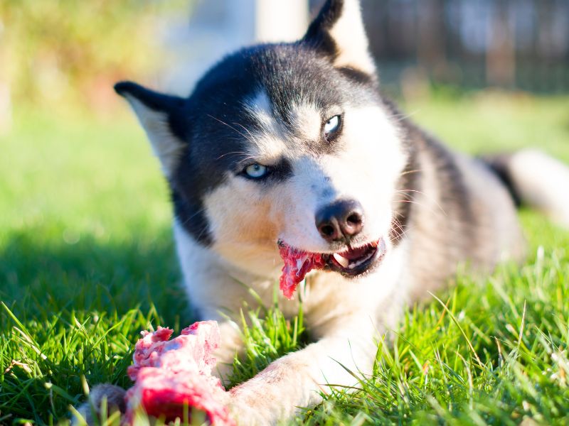 A Complete Guide to Bones in your Dogs Diet