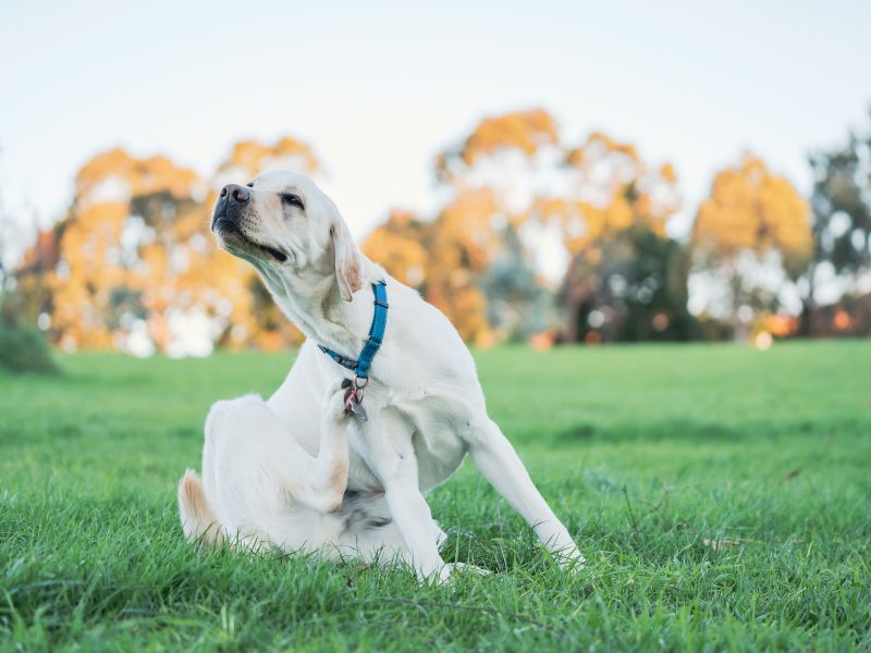 Getting Clear on Canine Atopic Dermatitis