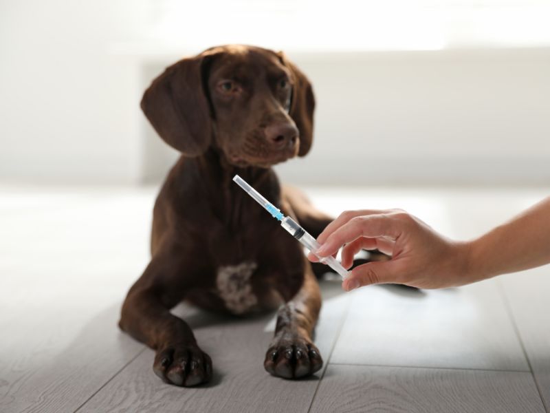 What we Need to Know about the Canine Vaccines