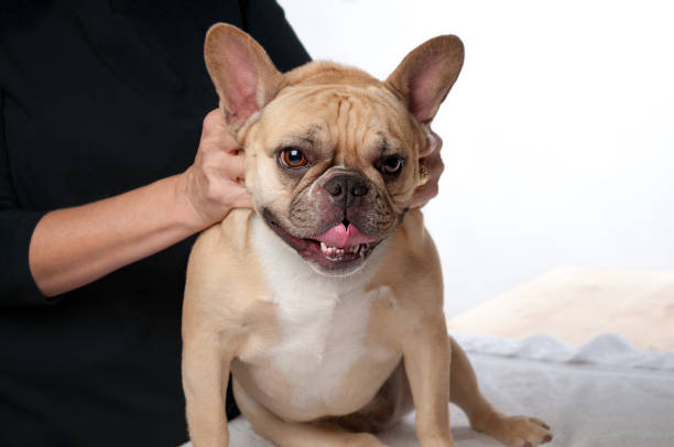 Identifying and Managing Food Allergies in Dogs – MicroMed