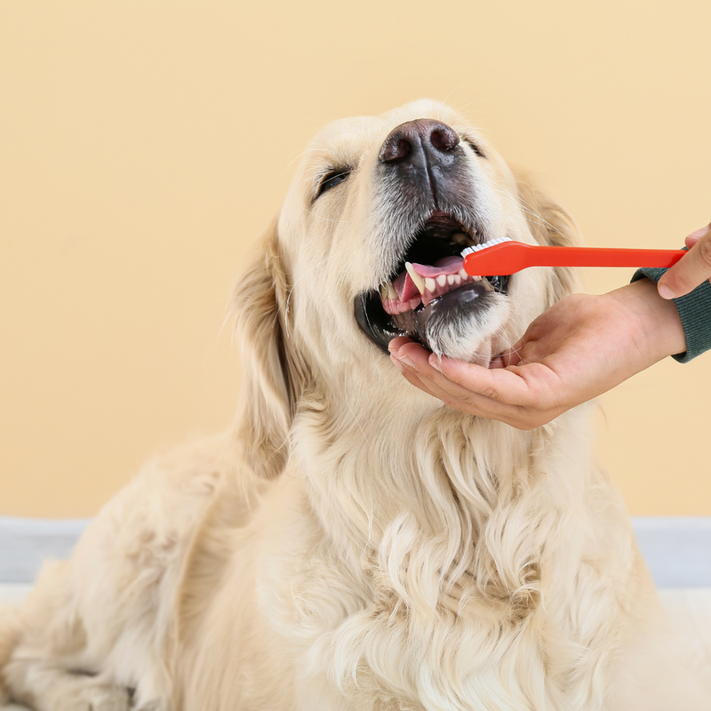 Should we be cleaning our dogs teeth?
