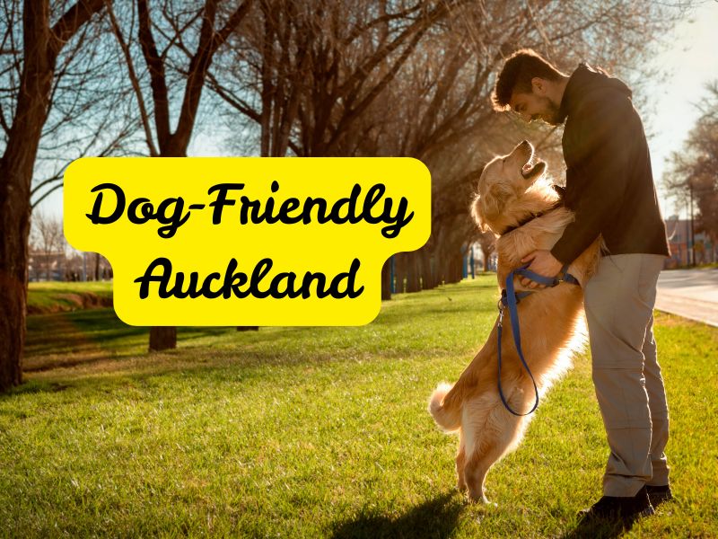 Dog-Friendly Auckland: A Guide to Auckland Adventures with Your Furry Friend