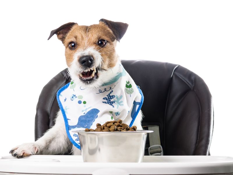 The Raw Truth About Kibble: Why Your Dog Deserves Better