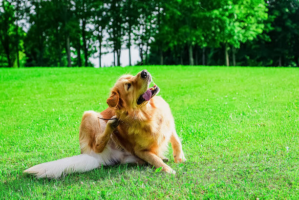 5 Ways to Keep Fleas at Bay Naturally