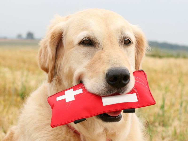 Holiday First Aid for Pets