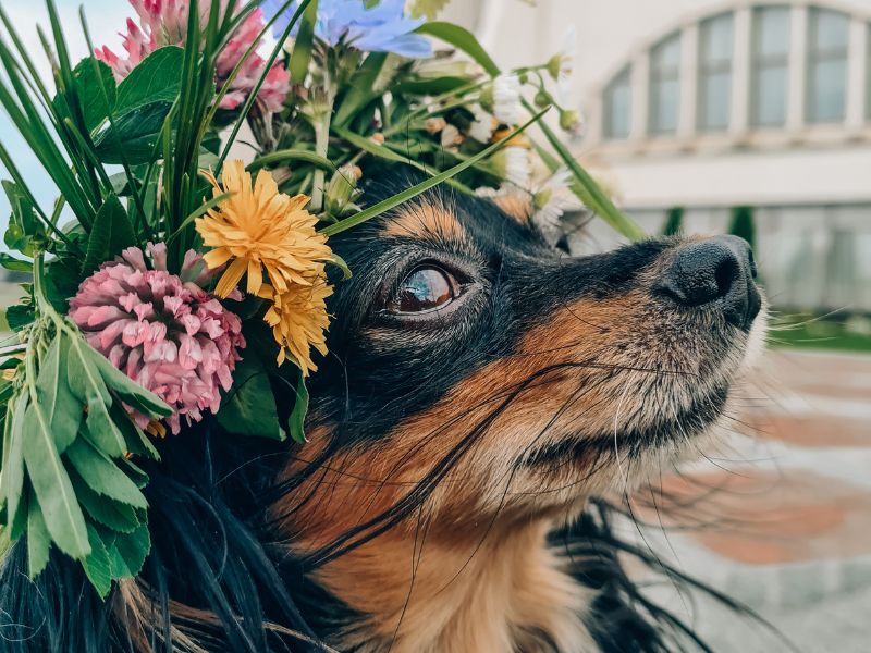 Spring Dog Nutrition: Food Energetics for Allergies, Itchy Skin ...