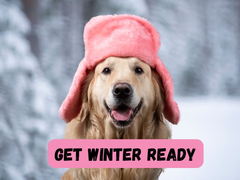 Getting Winter Ready: Winter Tips for Dog Owners